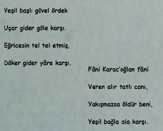 Yeşil başlı gövel ördek semai